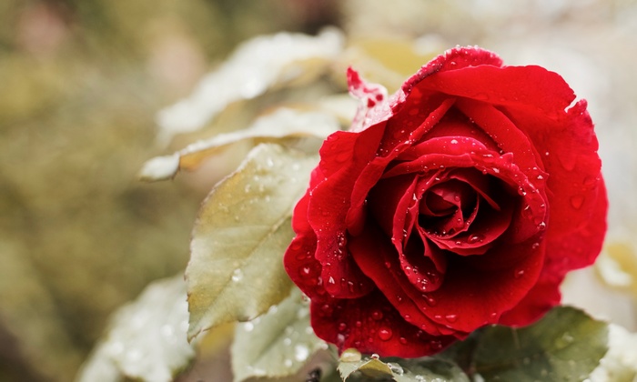 Red rose with water droplets