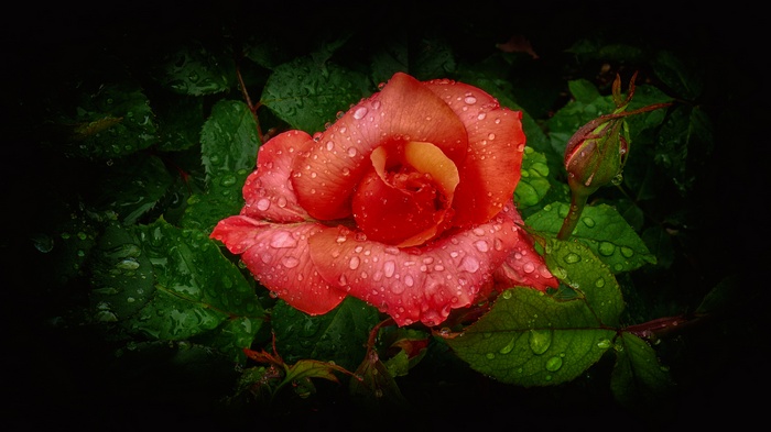 Orange rose with water droplets and green leaves 4K
