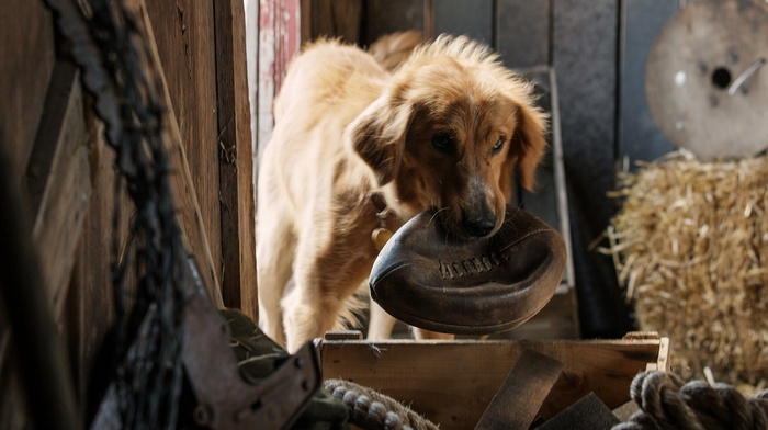A Dog holding a football in a barn