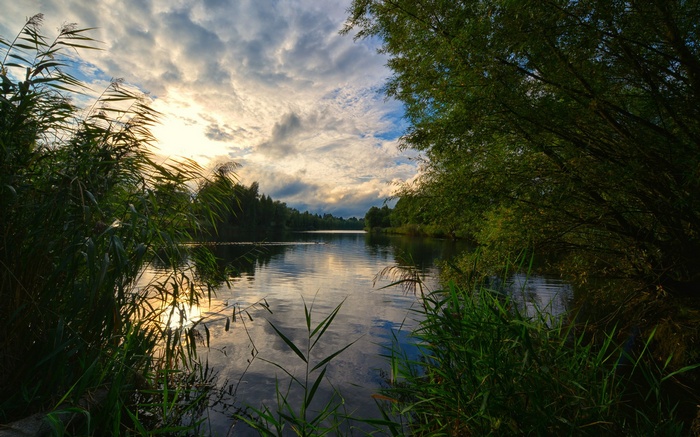 Reeds and trees by a calm lake at sunset