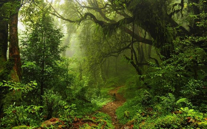 A winding path through a misty, green rainforest.