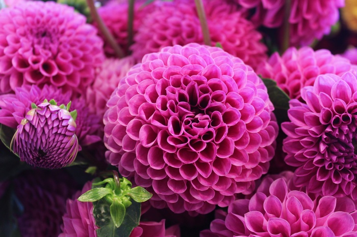 Pink Dahlias 4K