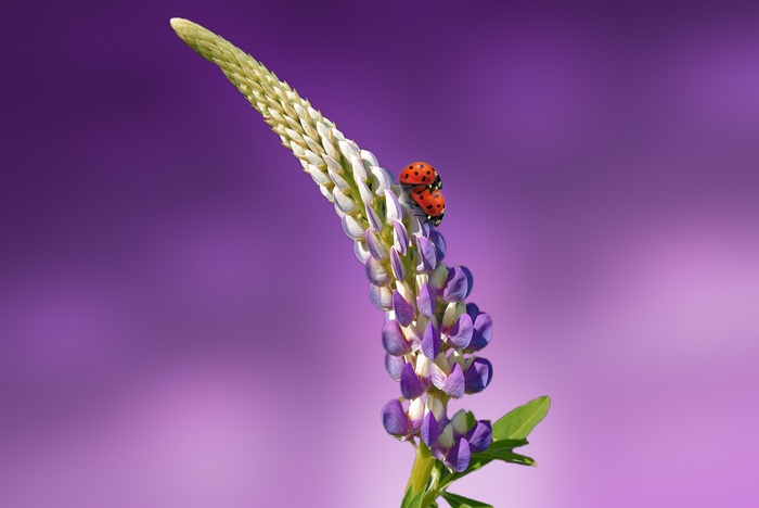 Two Ladybugs on a Purple Lupine Flower