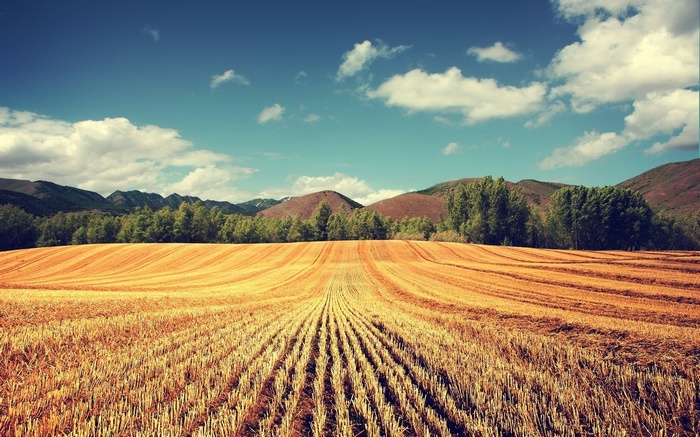 Harvested field with rolling hills and trees