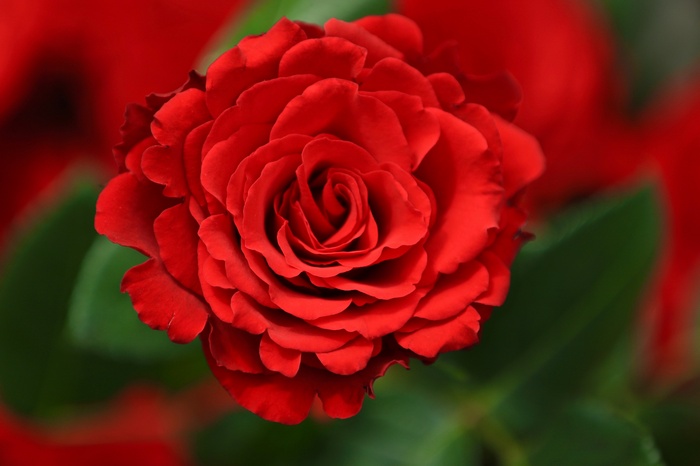 Red Rose Closeup Macro