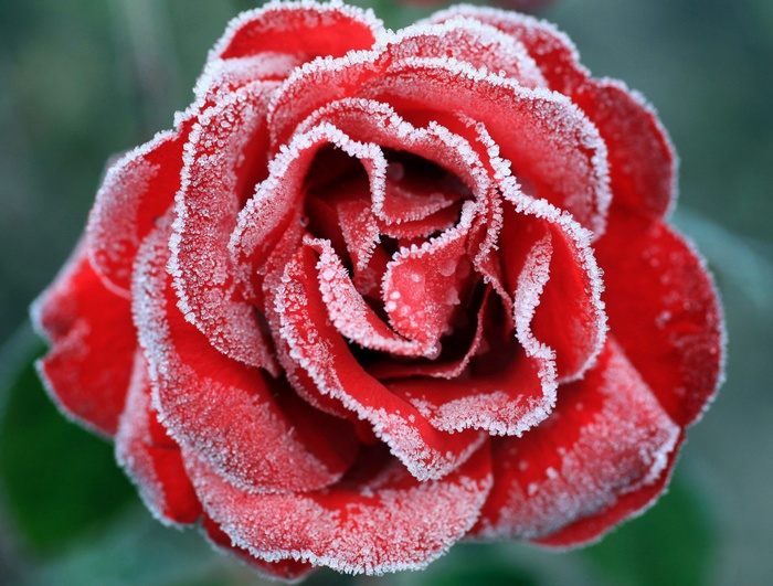 Frozen Red Rose with Frost