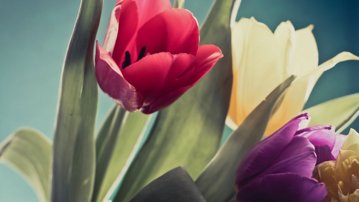 Red, Purple, and Yellow Tulip Flowers in 4K