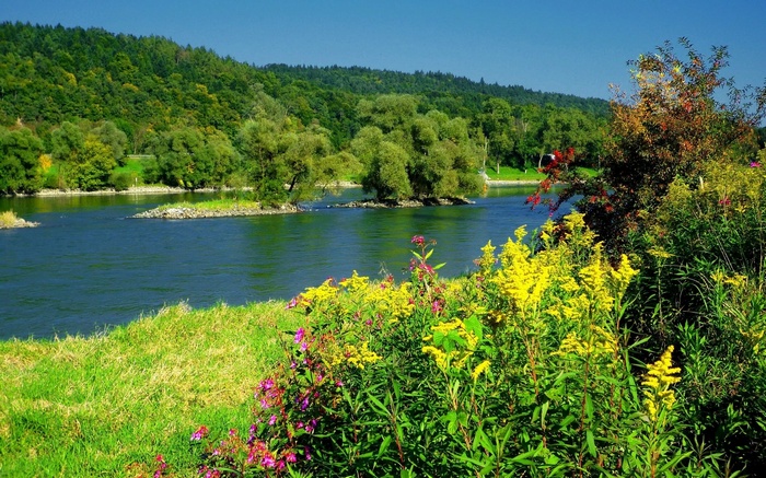 River flowing through a forest with wildflowers