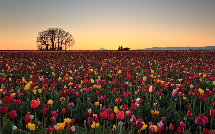 Field of Tulips at Sunset with Trees and Tractor