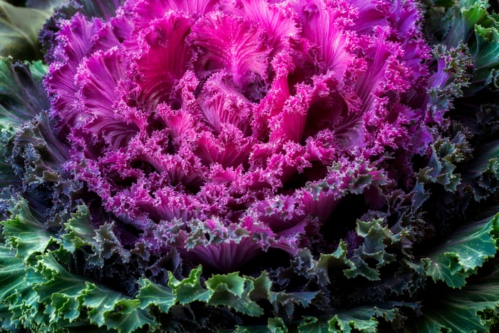 Ornamental Kale leaves
