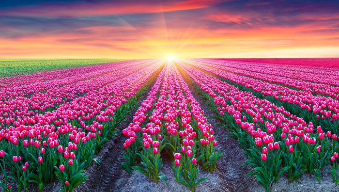 Pink Tulips Field at Sunrise in the Netherlands