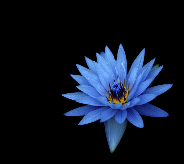 Blue flowers, Dahlia flowers, Dark background