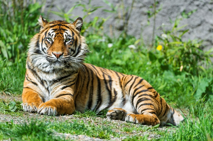 Sumatran Tigress Lying in Grass