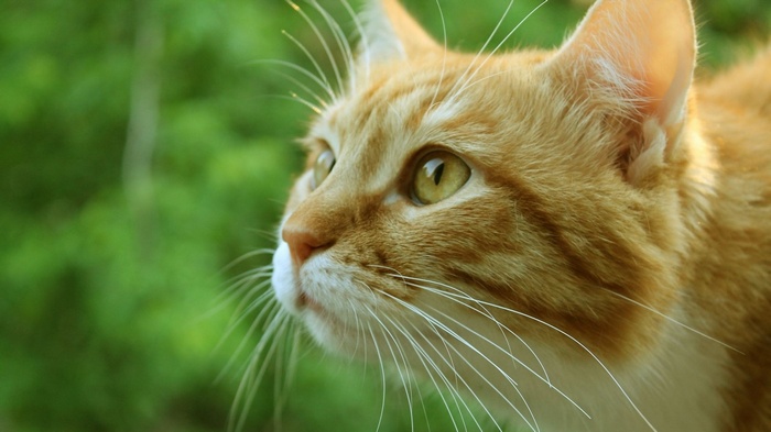 Close-up of an orange tabby cat's face