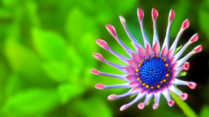 Macro shot of a beautiful flower with a green background