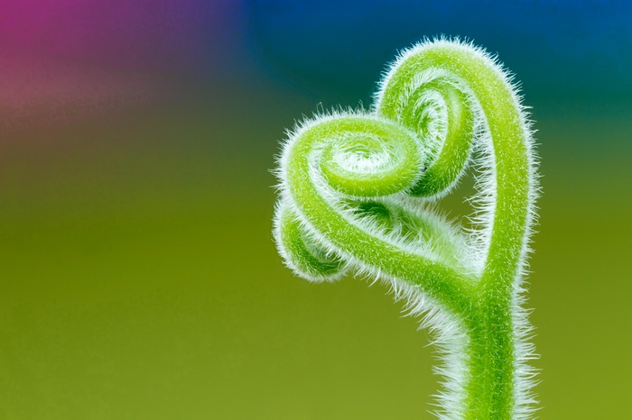 Macro shot of a curling green plant tendril