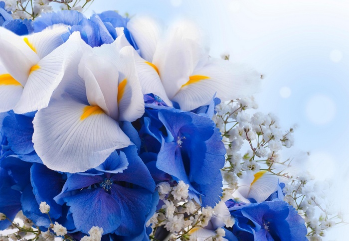 Blue Hydrangeas and White Iris Flowers Bouquet