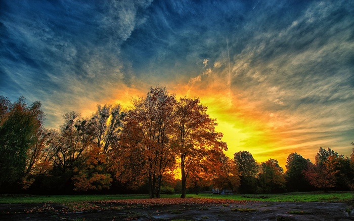 Autumn trees at sunset with dramatic sky