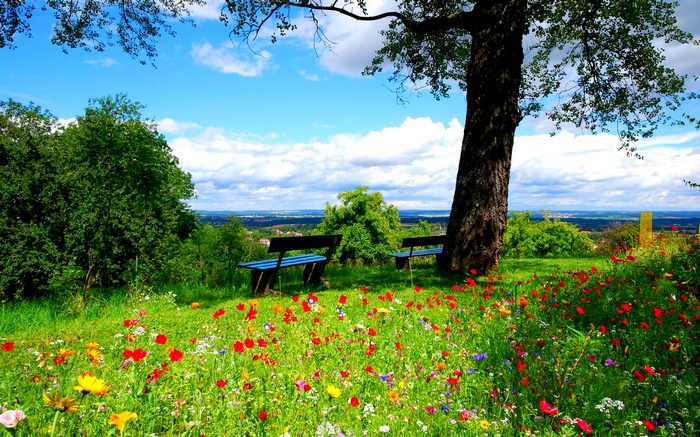 Bench, Tree, Green, Landscape, Flowers