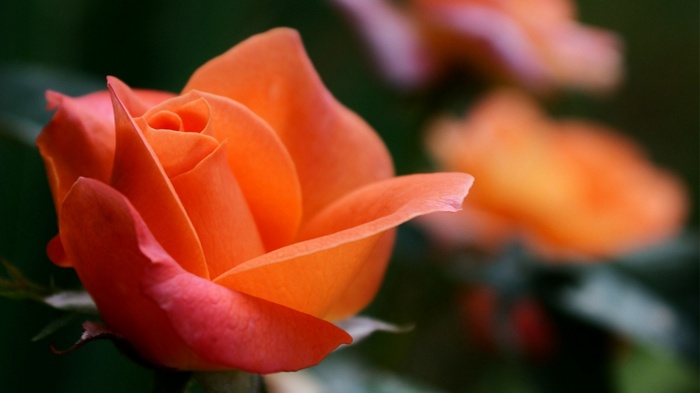 Orange Rose 4K