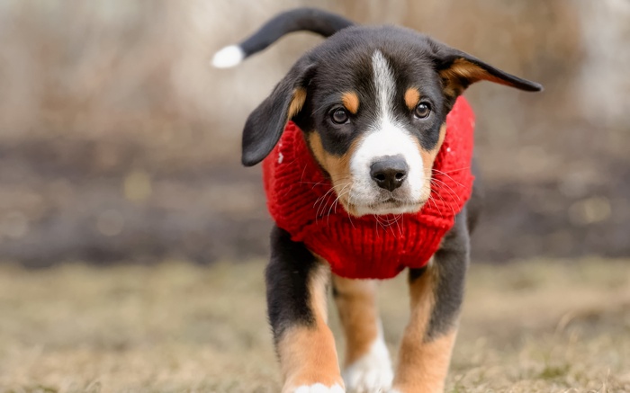 Puppy wearing a red sweater outdoors