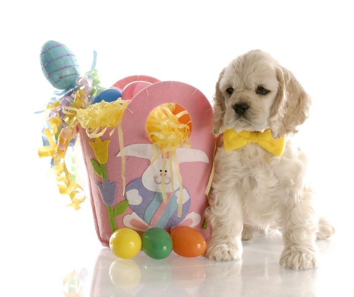 Puppy with Easter Basket and Eggs