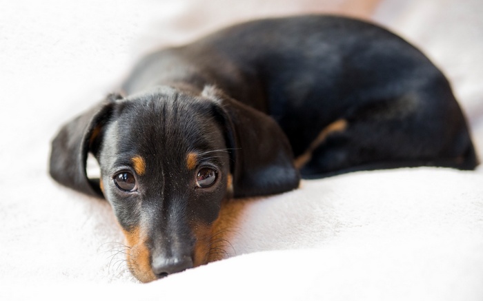 Black Dachshund puppy lying down