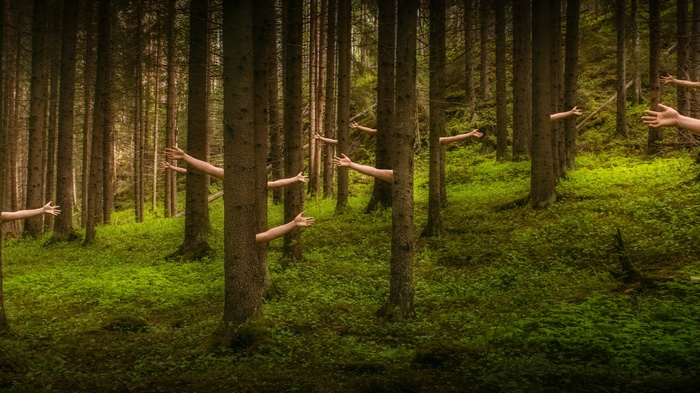Hands reaching out from trees in a forest
