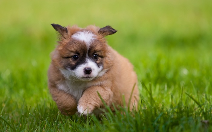 A fluffy puppy running through green grass