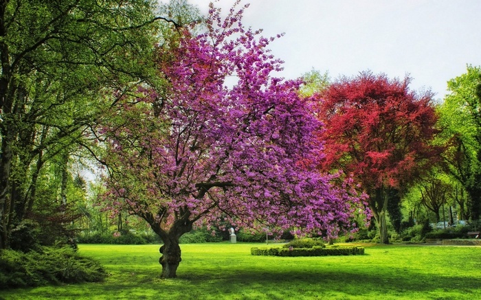 Park with blooming trees and green lawn