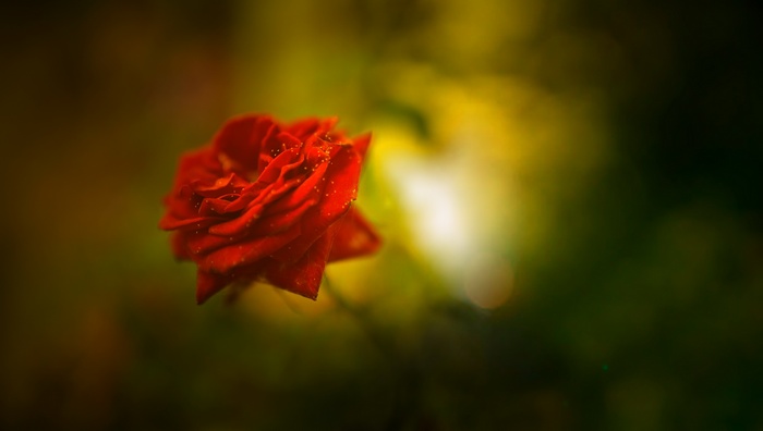 Red Rose with Water Droplets