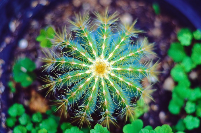 Top view of a golden barrel cactus with sharp spines