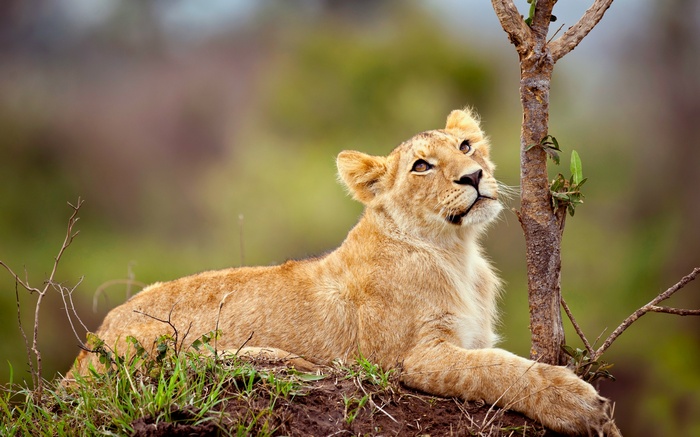 Lion cub resting near a tree