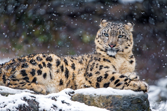 Snow leopard lying on snow-covered rock