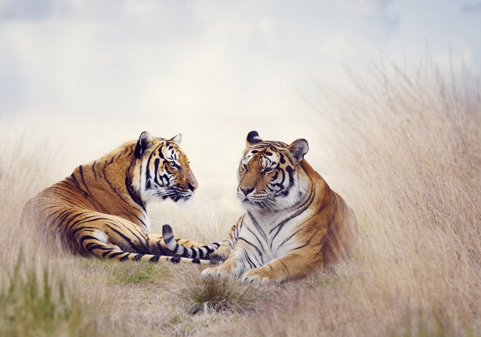 Two Tigers Resting in Tall Grass