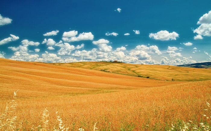 Golden wheat fields under a blue sky with clouds