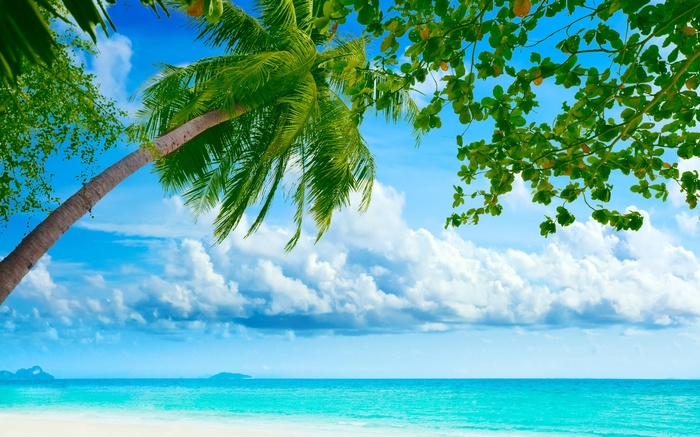 Tropical beach with palm trees and turquoise ocean