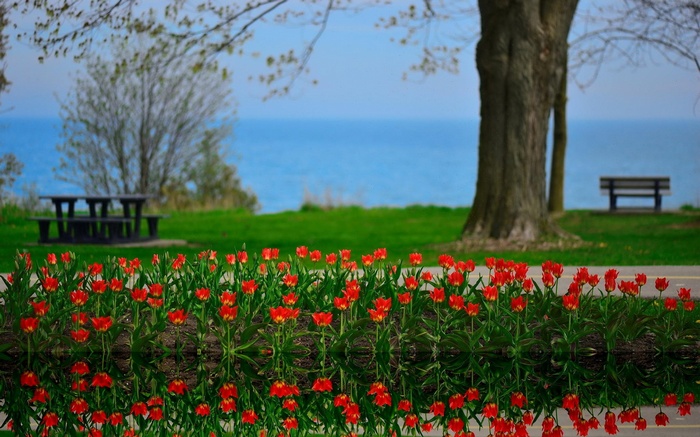 Red tulips in bloom by a lake with picnic tables and benches