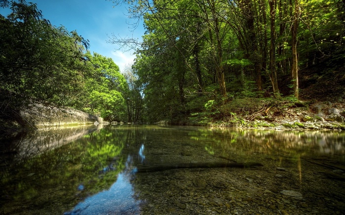 A clear river flows through a sun-dappled forest.