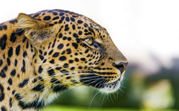 Close-up of a Leopard's Head