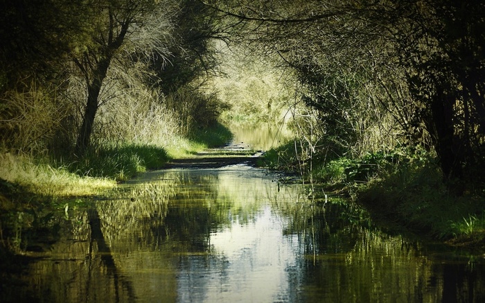 A tree-lined canal path with reflections in the water