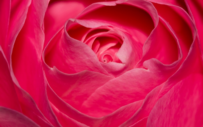 Close-up of a vibrant pink rose