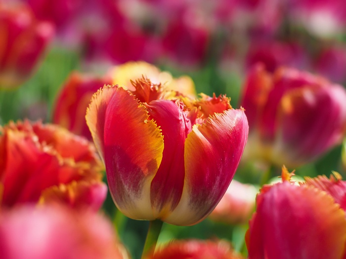 Red and Yellow Tulips in Macro