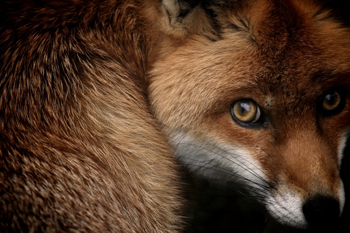 Close-up of a Red Fox's Face