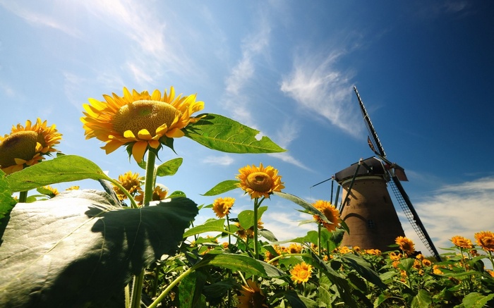 Field of sunflowers with a windmill under a blue sky