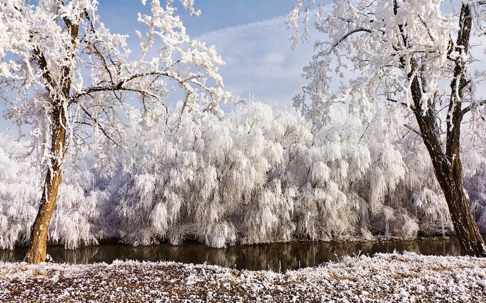 Winter landscape with frosted trees and a river