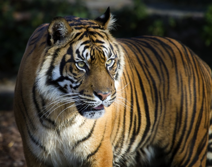 4K, Bengal Tiger, Big Tiger, 8K
