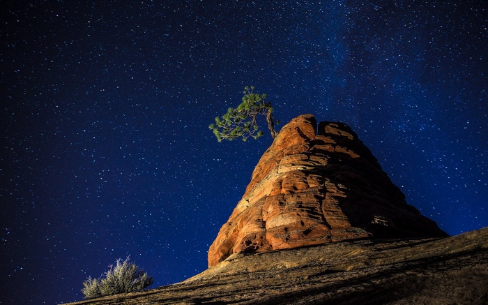 Lone tree on rock formation under starry night sky
