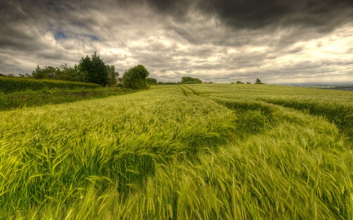 Windy wheat field under stormy clouds