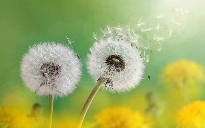 Dandelion Florets Blowing in the Wind 4K